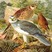 Northern Harrier